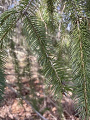 Picea abies