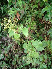 Valeriana scandens