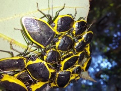 Rhyssocephala