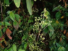 Valeriana scandens