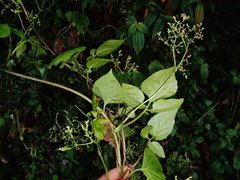 Valeriana scandens