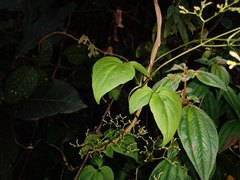 Valeriana scandens