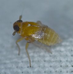 Flavoclypeus