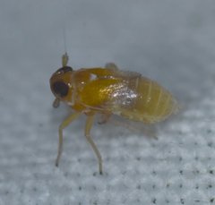 Flavoclypeus