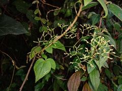 Valeriana scandens