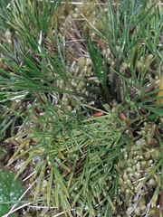Aciphylla polita