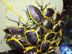 Rhyssocephala