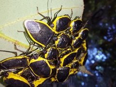 Rhyssocephala