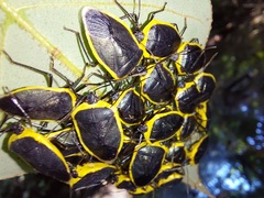 Rhyssocephala