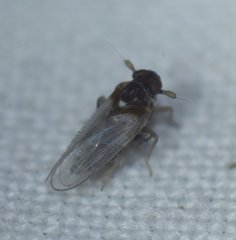 Flavoclypeus andromedus