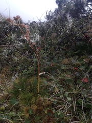 Aciphylla polita