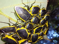 Rhyssocephala