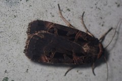 Pseudohermonassa tenuicula