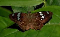 Celaenorrhinus eligius