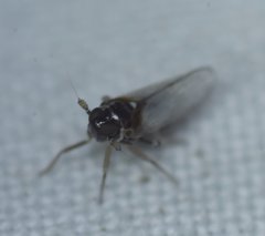 Flavoclypeus andromedus