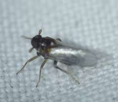 Flavoclypeus andromedus