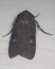 Euxoa velleripennis