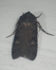 Euxoa velleripennis