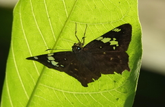 Celaenorrhinus eligius