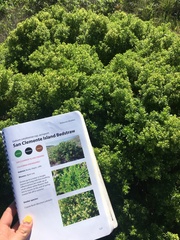 Galium catalinense acrispum