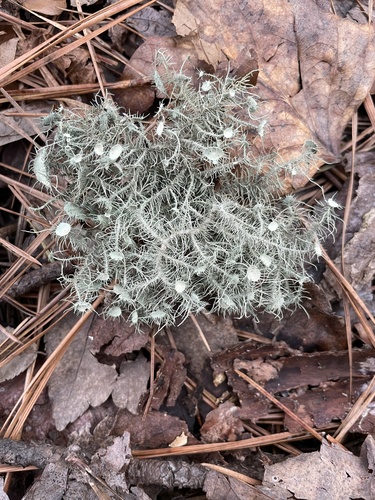 Bushy beard lichen