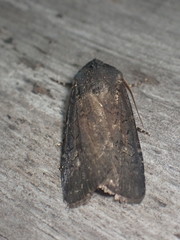 Euxoa velleripennis