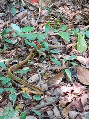 Chironius spixii