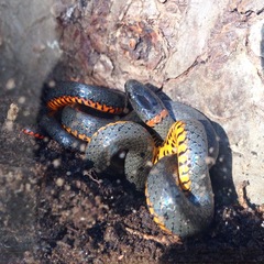 Diadophis punctatus similis