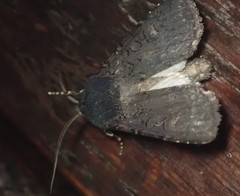 Euxoa velleripennis