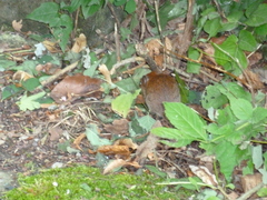 Clethrionomys glareolus