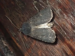 Euxoa velleripennis