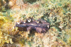 Phrikoceros mopsus