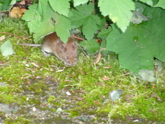 Clethrionomys glareolus