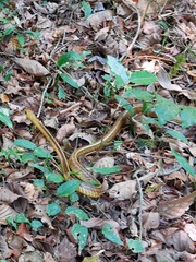 Chironius spixii