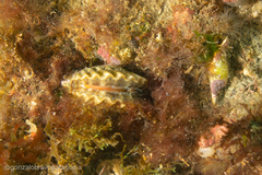 Aequipecten tehuelchus