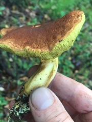 Boletus subtomentosus image