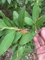 Pomaderris argyrophylla