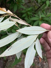 Pomaderris argyrophylla