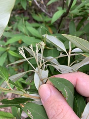 Pomaderris argyrophylla
