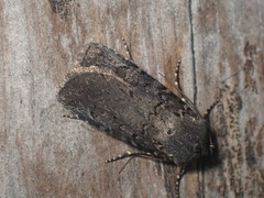 Euxoa velleripennis