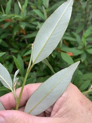 Pomaderris argyrophylla