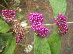 Callicarpa rubella