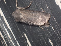 Euxoa velleripennis