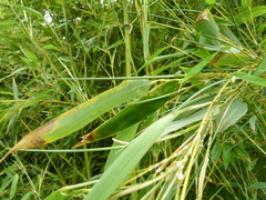 Stigmaeopsis celarius