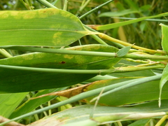 Stigmaeopsis celarius