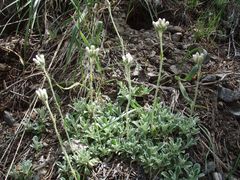 Antennaria marginata