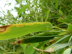 Stigmaeopsis celarius