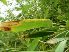 Stigmaeopsis celarius