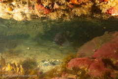 Acanthistius patachonicus