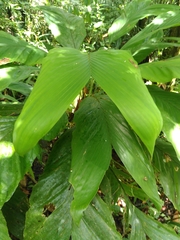 Bactris nancibaensis